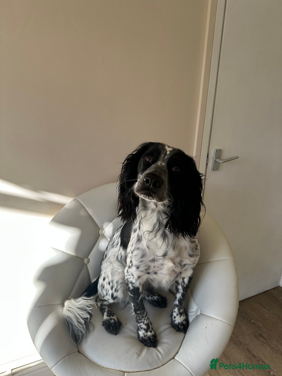 English Springer Spaniel dogs for sale: Male Springer Spaniel, Serious people only!!!!!!  - Image 8