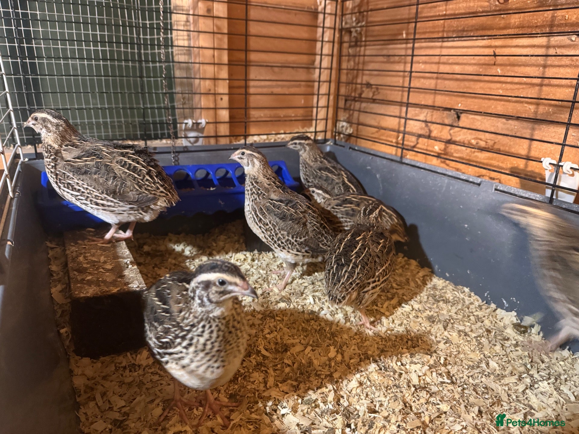 Quail poultry Female quail. POL. Laying hens.  - Advert 10