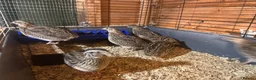 Quail poultry for sale: Female quail. POL. Laying hens.  - Advert 1