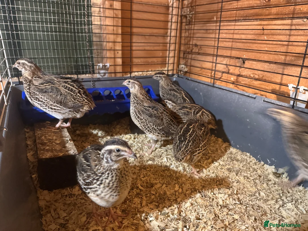 Quail poultry for sale: Female quail. POL. Laying hens.  - Advert 1