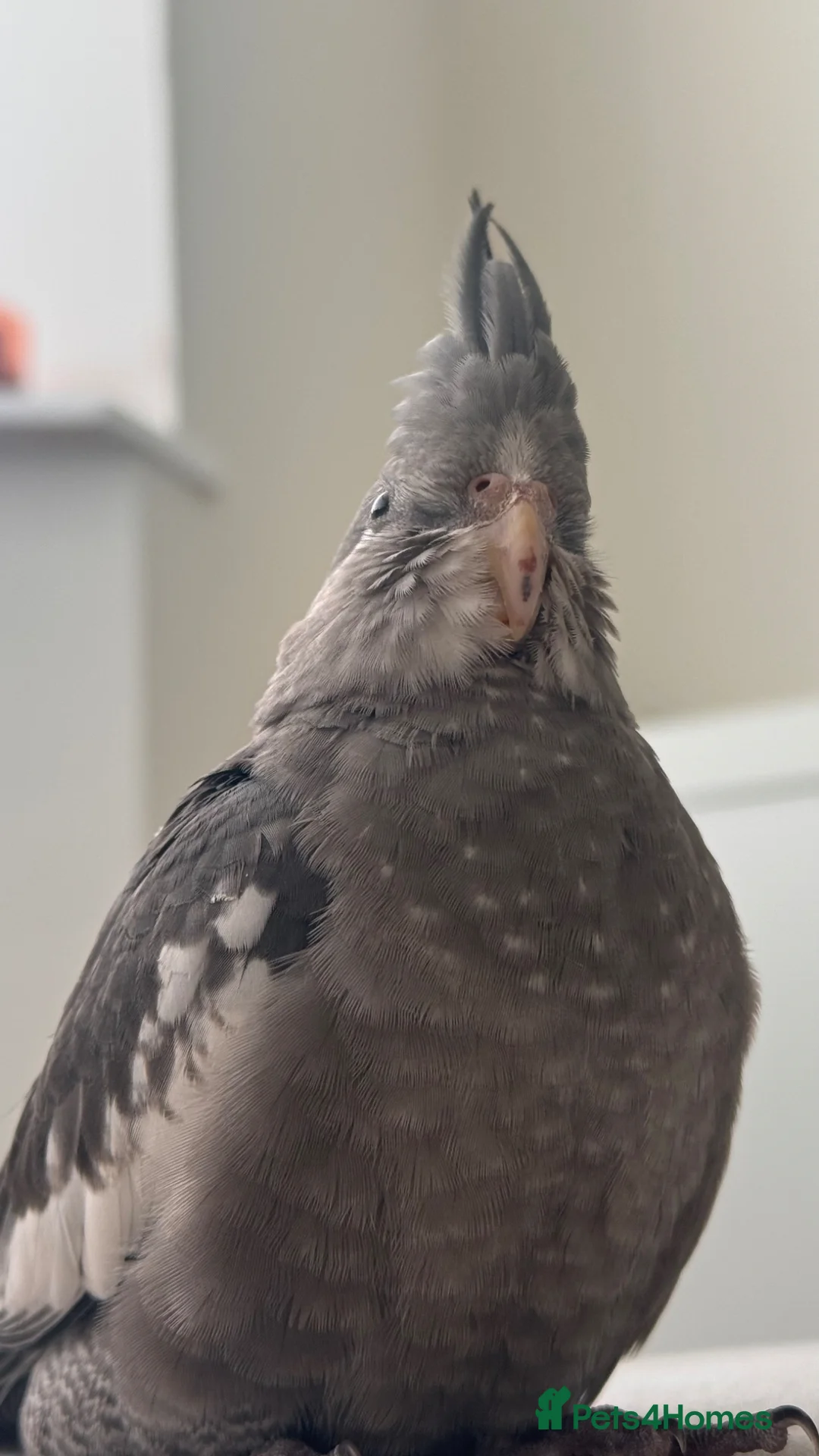 Cockatiels birds for sale: Grey Cockatiel in Manchester - Advert 5