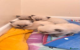 Ragdoll cats for sale: Ragdoll kittens (2 boys and 2 girls)  - Image 20
