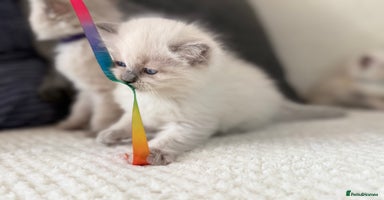 Ragdoll cats - Advert 11