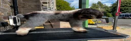 Lagotto Romagnolo dogs for stud: Fantastic Lagotto Gino - Advert 3