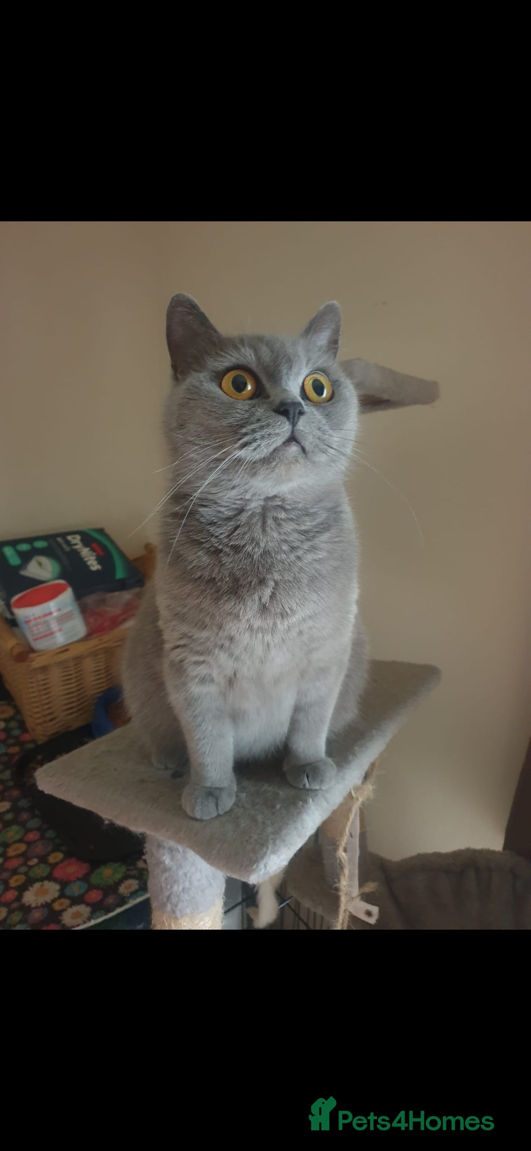British Shorthair cats for sale: British shoort hair blue kittens for sale  - Advert 8