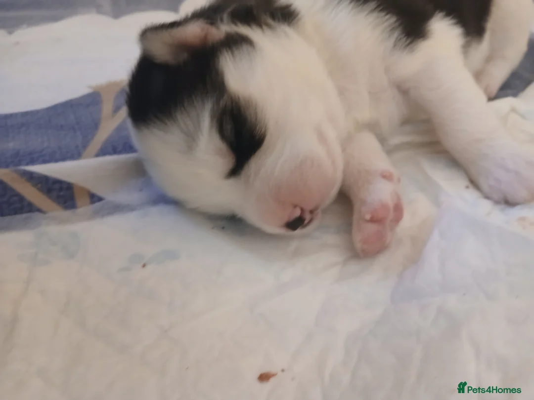 Siberian Husky dogs for sale: 1 SIB HUSKY GIRL LEFT CAN LEAVE 12/02/26 - Advert 18