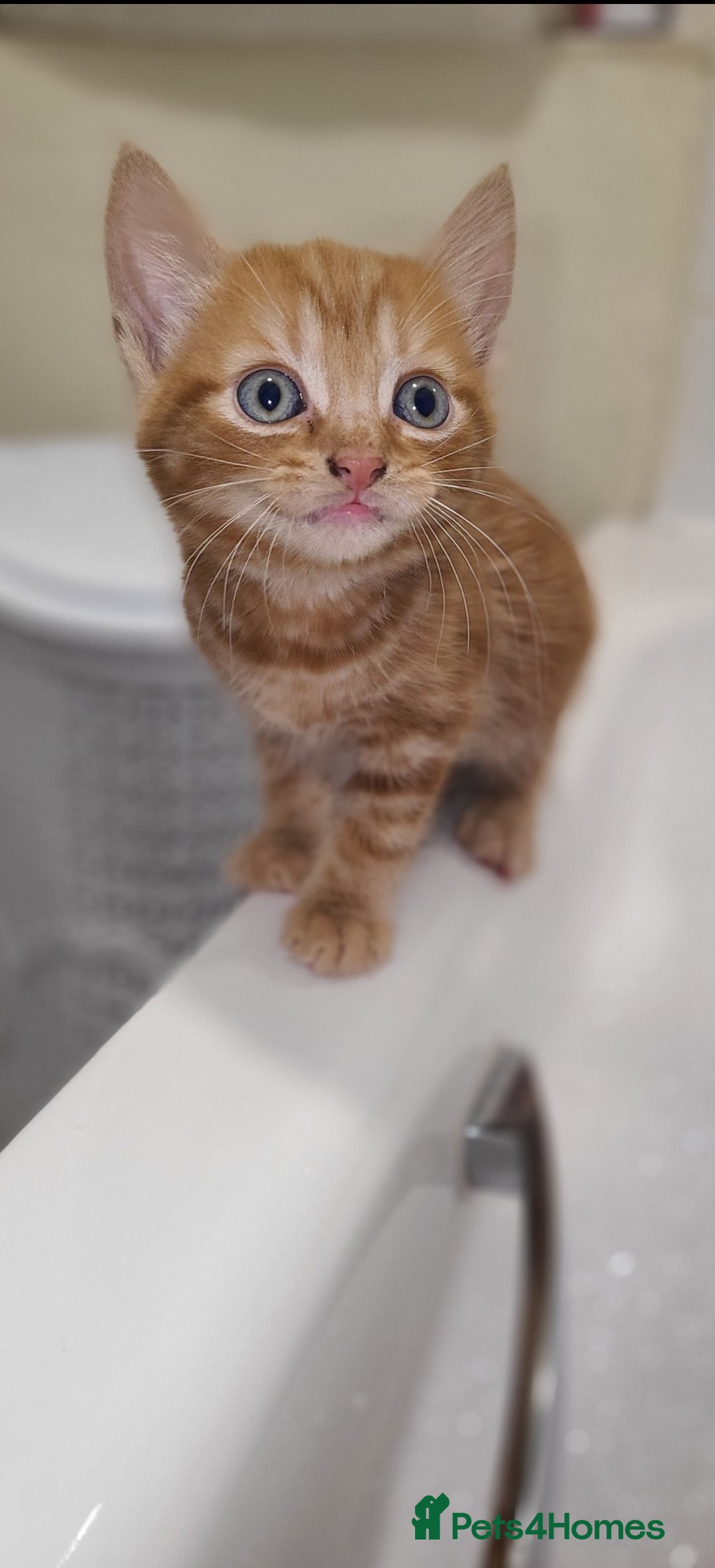 Mixed Breed cats for sale: Ginger tabby kitten  - Advert 6