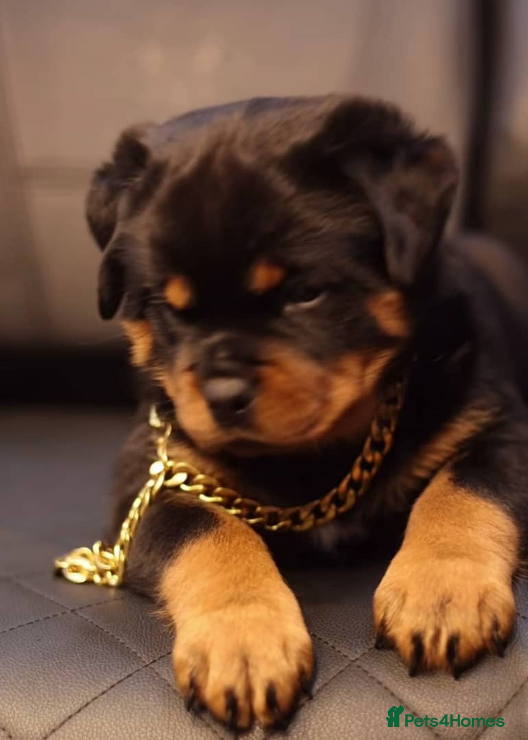 Rottweiler dogs for sale: 🐾 Quality Rottweiler Puppies🏡 - Image 3