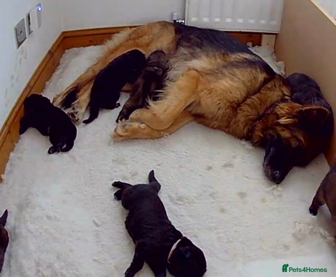 Golden Retriever dogs for sale: Golden Shepherd Puppies ready now!  - Image 7