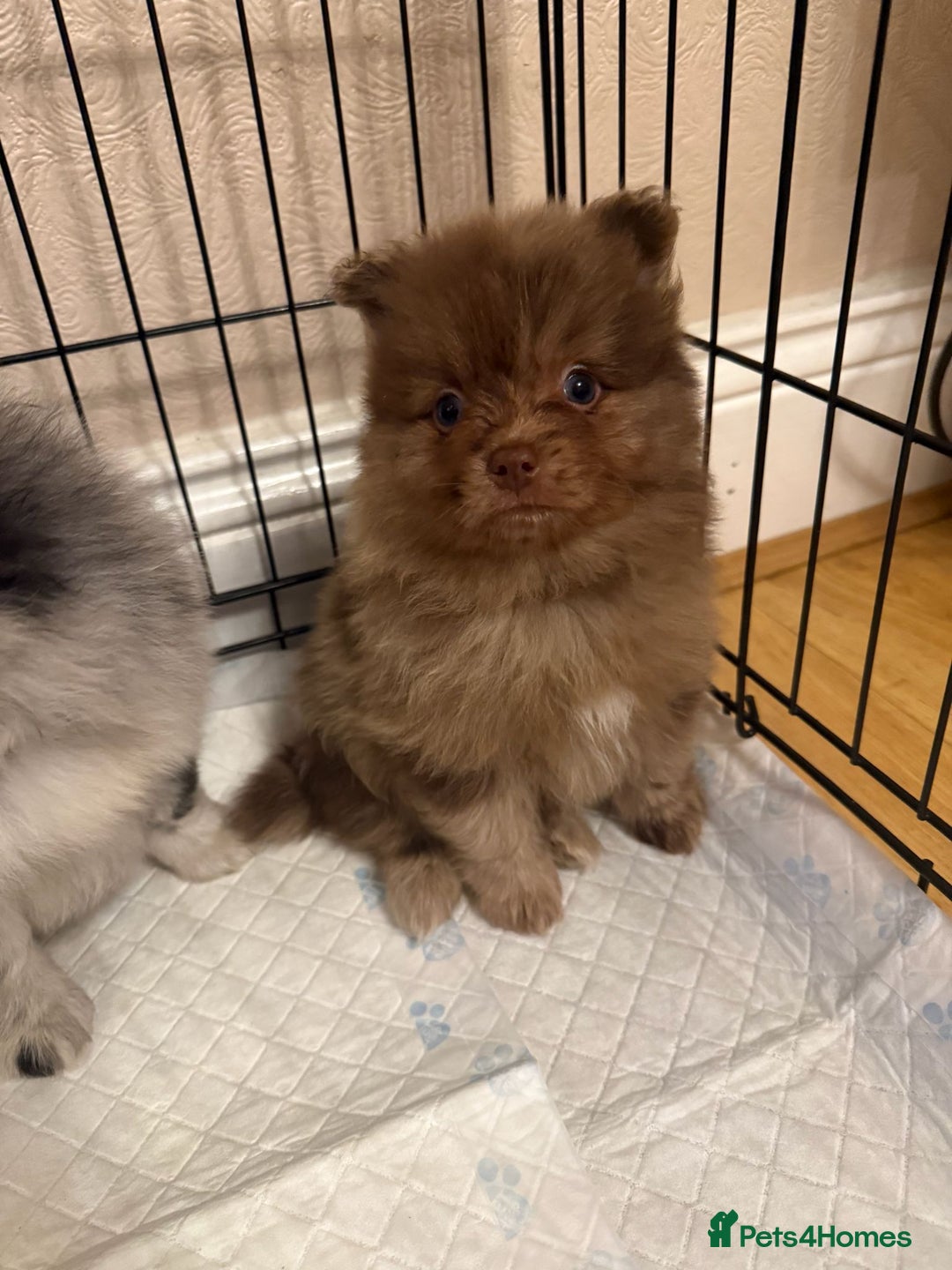 Pomeranian dogs for sale: Pom Puppies - Advert 26