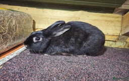 Mixed Breed rabbits for sale: 2 year female black otter Rex X lionlop  - Image 1