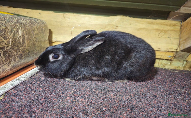 Mixed Breed rabbits - Advert 3