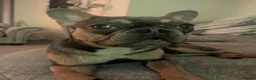 French Bulldog dogs for sale: Frenchie male Reggie 8 months old in Sheffield - Advert 6