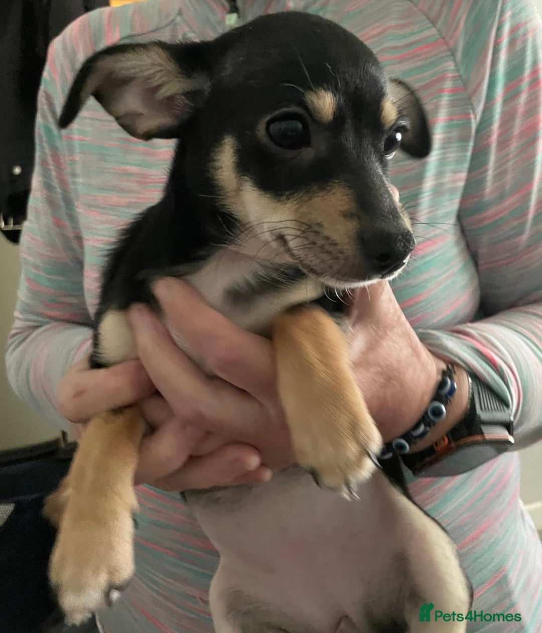 Chorkie dogs for sale: Cute Chorkie puppy - Advert 3