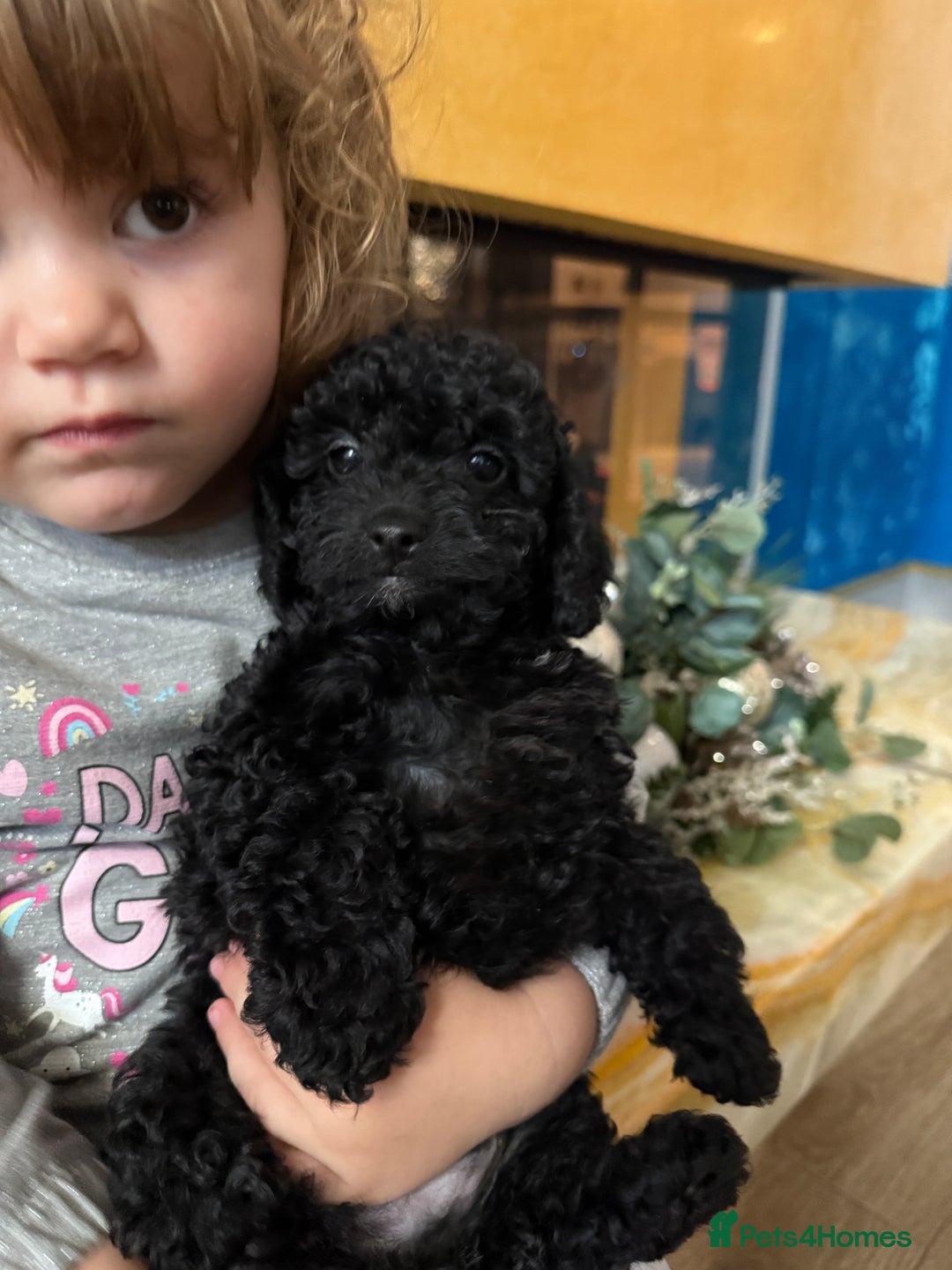 Cockapoo dogs for sale: Beautiful Cockapoo miniature (toy) black, tuxedo - Advert 13