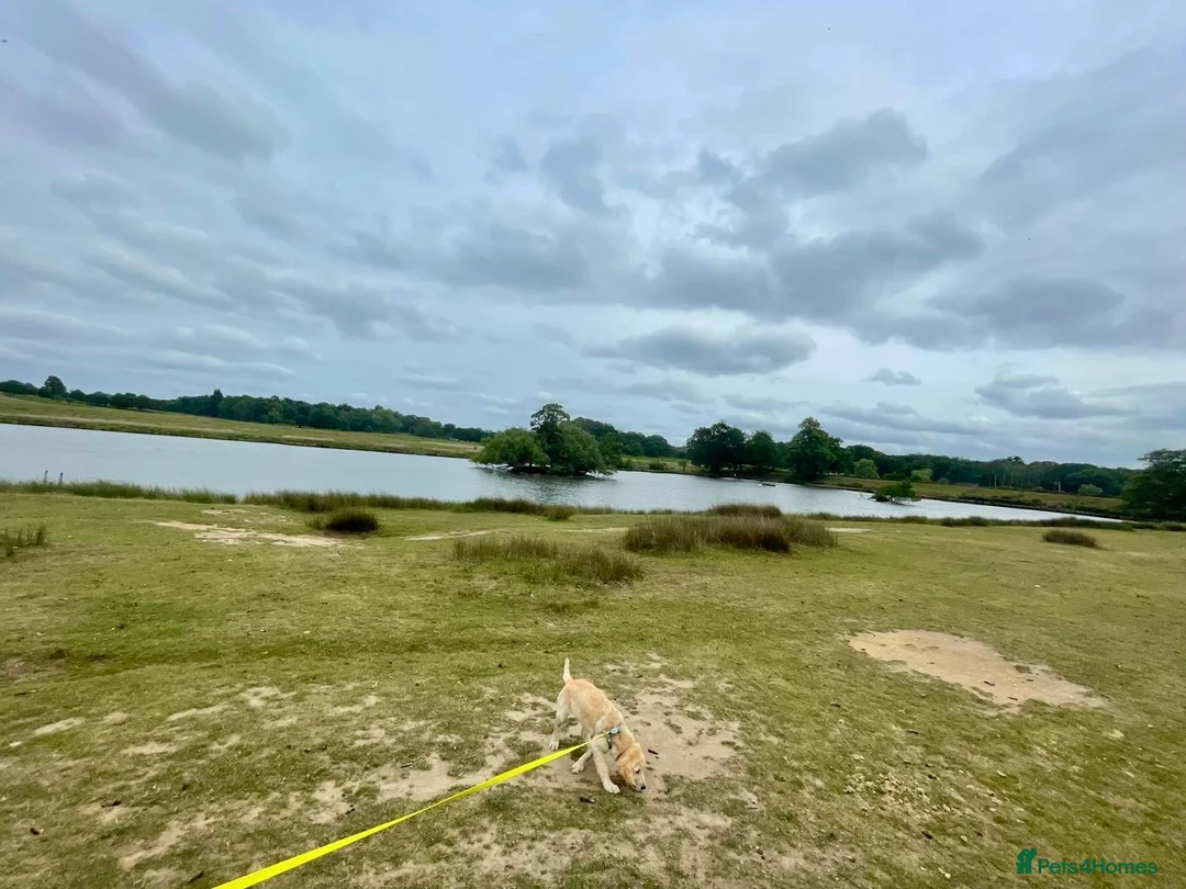 Golden Retriever dogs for sale: KC registered Golden Retriever  - Advert 1