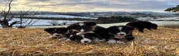 Border Collie dogs for sale: Quality Long Coated Tri Border Collie Puppies - Advert 6