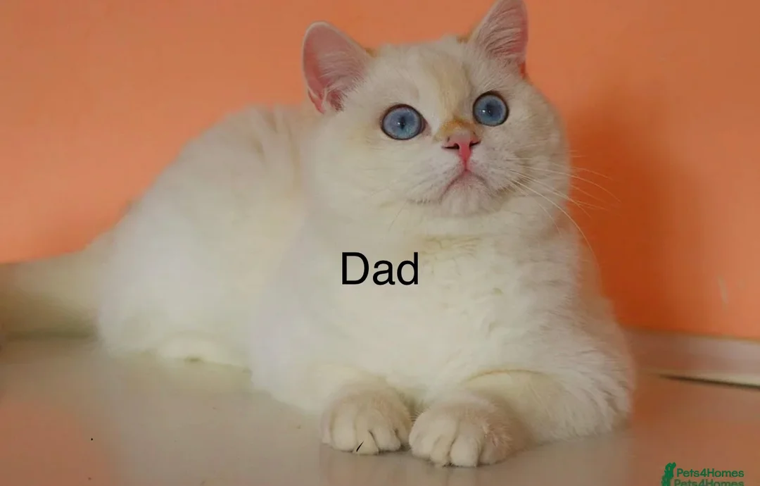British Shorthair cats for sale: GCCF BSH colour point kittens  - Advert 13