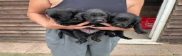 Labrador Retriever dogs for sale: Pedigree Labrador Puppies ready 10th September  - Advert 2