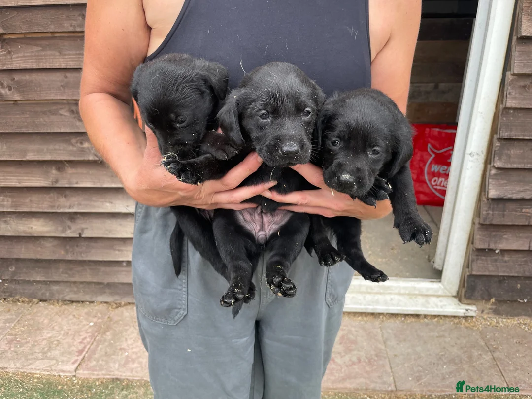 Labrador Retriever dogs for sale: Pedigree Labrador Puppies ready 10th September  - Advert 2