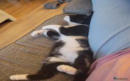 Mixed Breed cats for sale: Friendly girl - Image 9