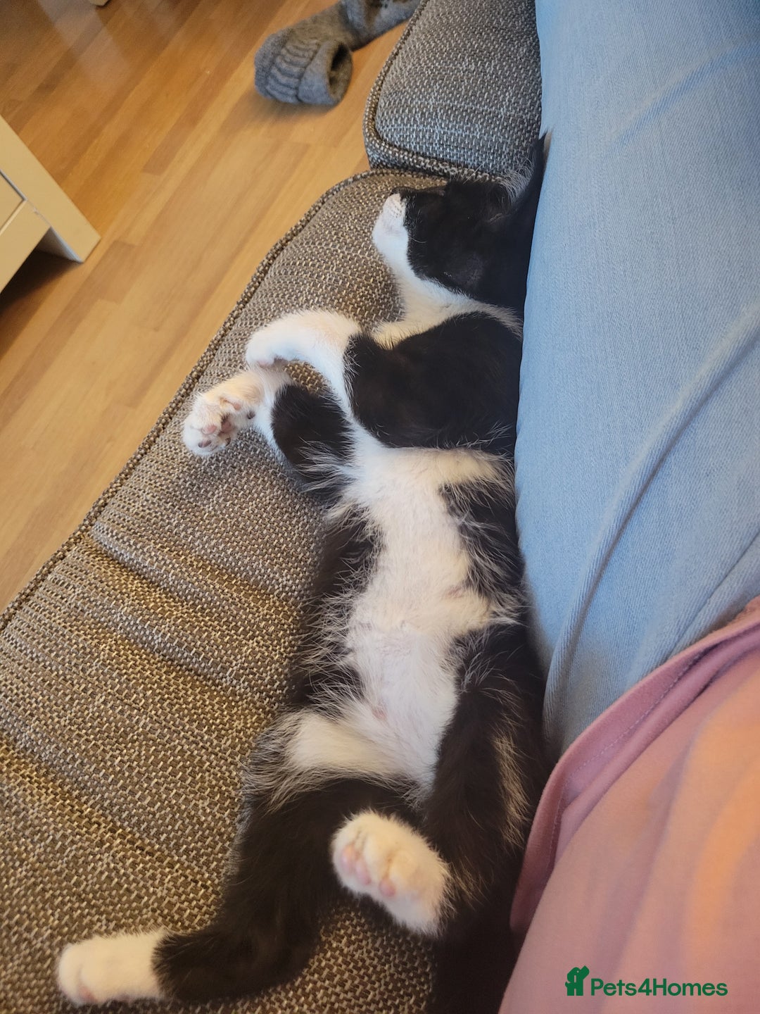 Mixed Breed cats for sale: Friendly girl - Image 9