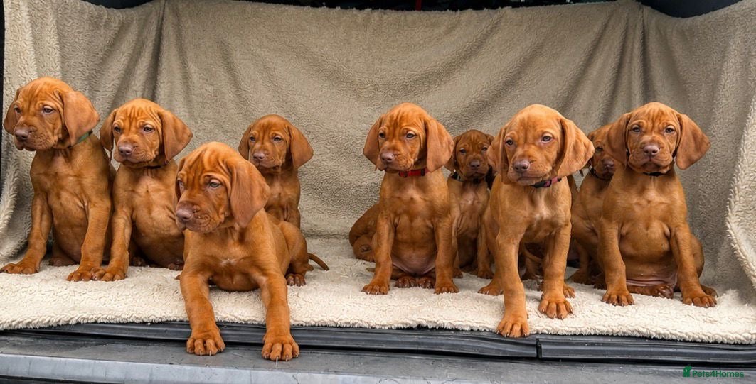Hungarian Vizsla dogs 🐶Adorable KC Hungarian Vizsla Puppies 💗🩵 - Advert 1