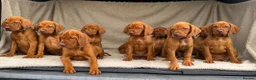 Hungarian Vizsla dogs for sale: 🐶Adorable KC Hungarian Vizsla Puppies 💗🩵 - Advert 12