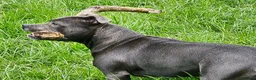 Staffordshire Bull Terrier dogs for sale: Beautiful KC Blue Staffordshire Bull Terrier Pups - Advert 18