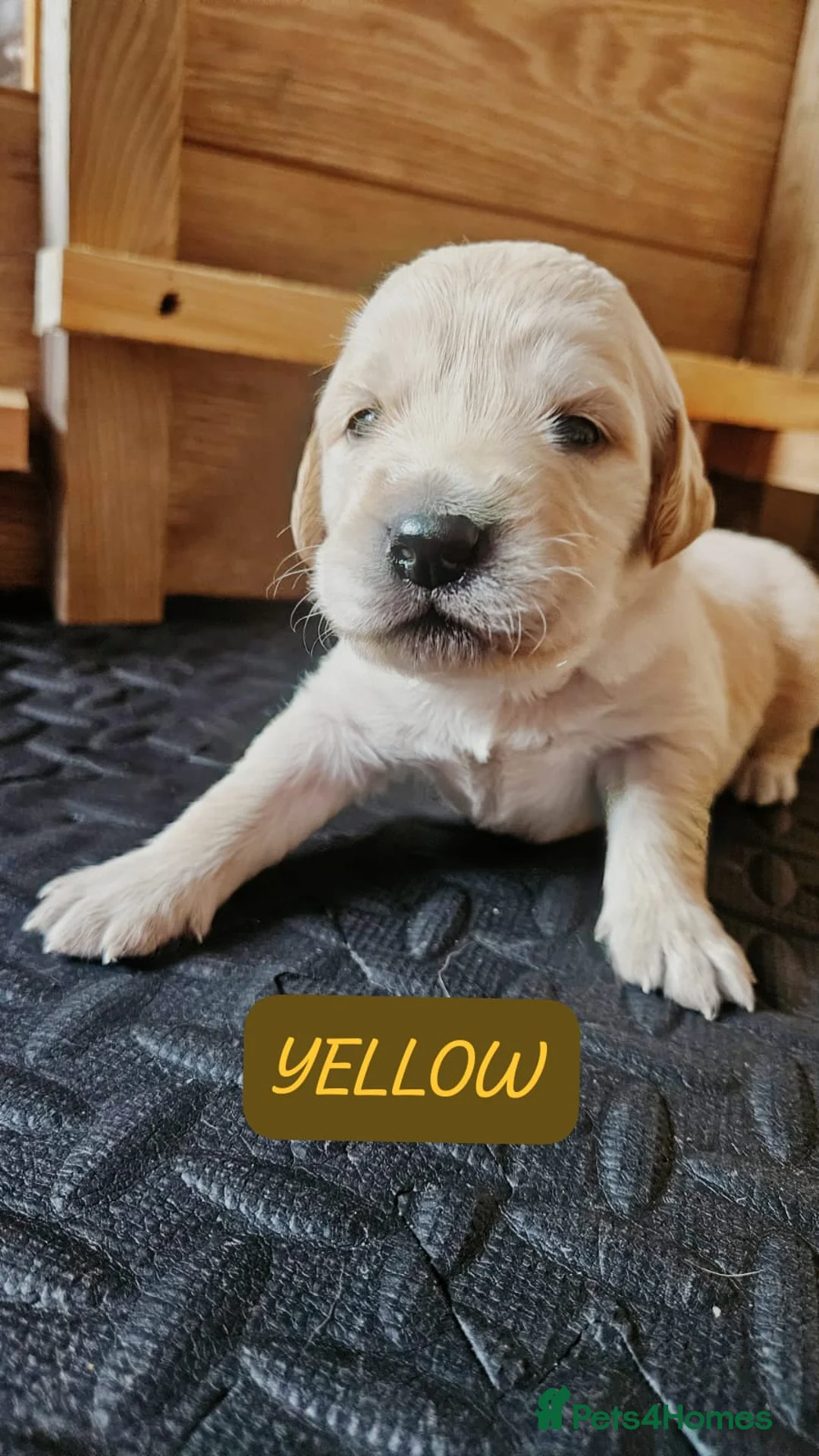Goldendoodle dogs for sale: F1B Goldendoodle puppies for sale - Advert 5