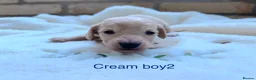 Miniature Dachshund dogs for sale: Beautiful Long haired miniature Dachshund Puppies  - Advert 22
