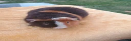 Guinea Pig rodents for sale: Teddy baby  - Advert 2