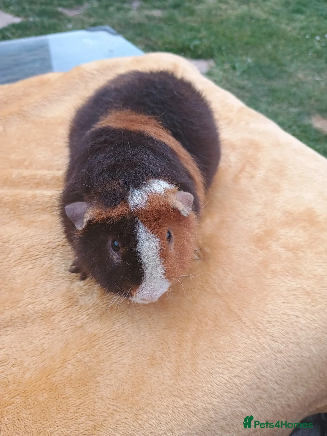 Guinea Pig rodents for sale: Teddy baby  - Advert 2