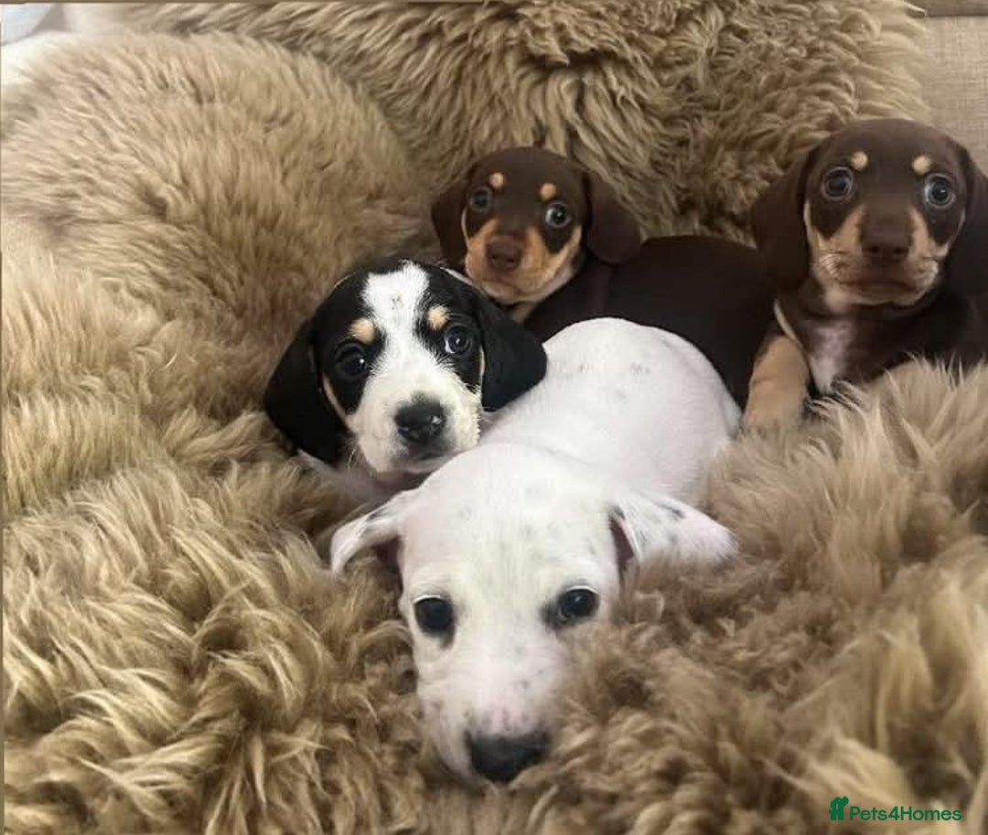 Miniature Dachshund dogs for stud: Smooth Cream Piebald for Stud  in Motherwell - Image 17