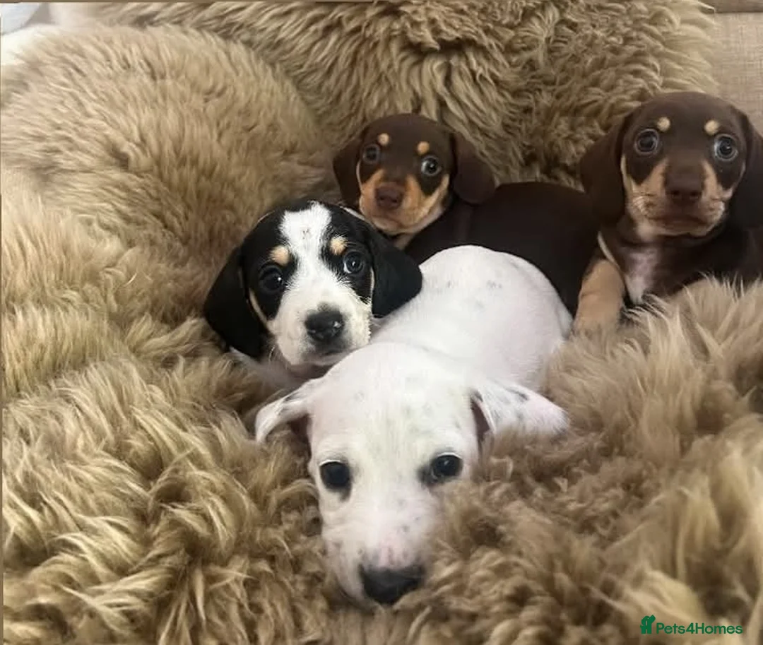 Miniature Dachshund dogs for stud: Smooth Cream Piebald for Stud  in Motherwell - Advert 16