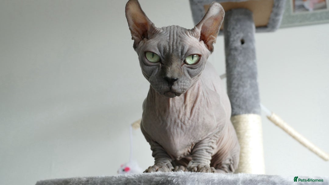 Sphynx cats for sale: Beautiful Bambino male - Image 2