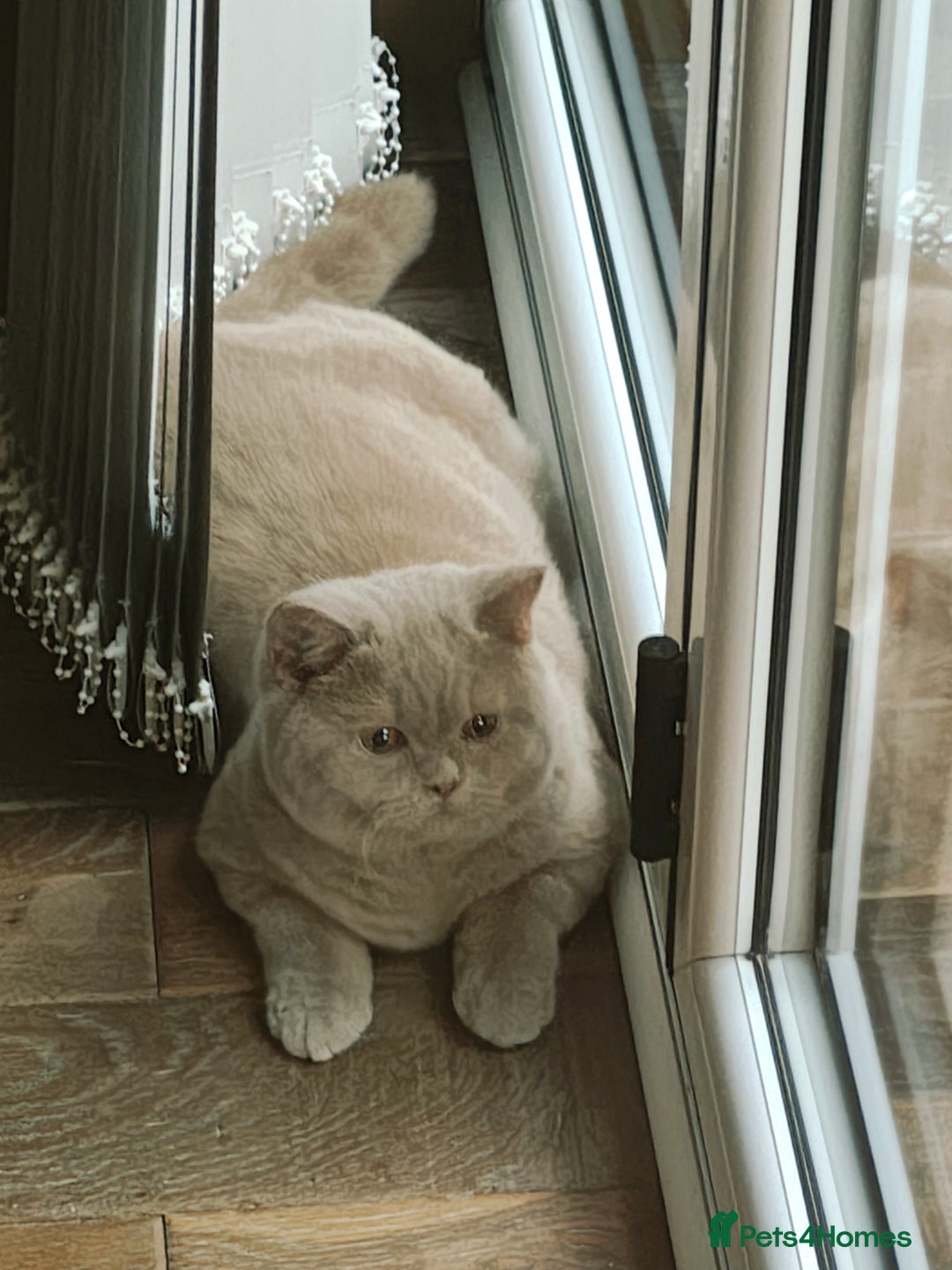 British Longhair cats for sale: Fawn male carrier of longhair Tica  - Image 1