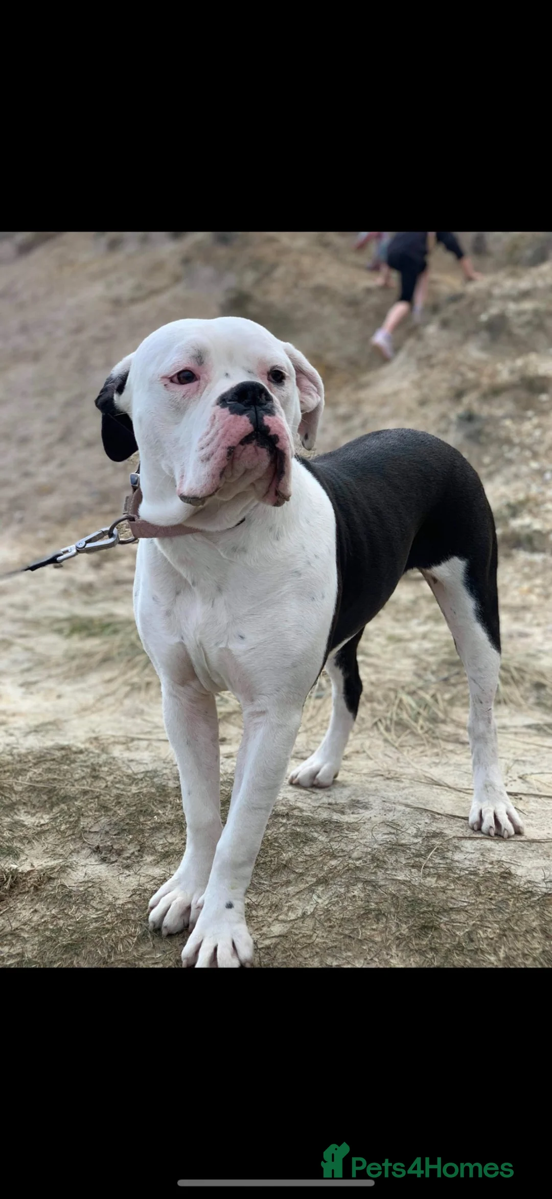 Dorset Olde Tyme Bulldogge dogs for sale: Rehome. Dorset old Tyne bulldog in Christchurch - Advert 2