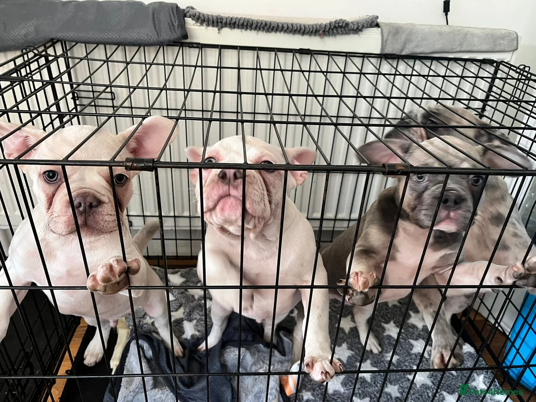 French Bulldog dogs for sale: DESTINY, TRINITY AND MYSTERY - Advert 10