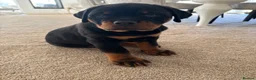 Rottweiler dogs for sale: KC Registered Rottweiler Puppies - Advert 16