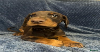 Dobermann dogs - Advert 4