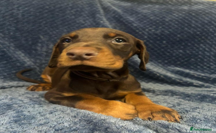 Dobermann dogs - Advert 2