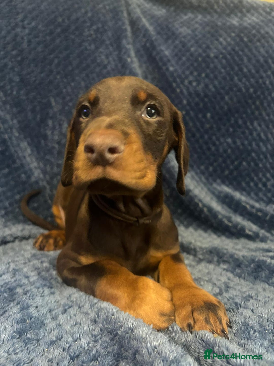 Dobermann dogs for sale: 7 handsome doberman pups - Image 1