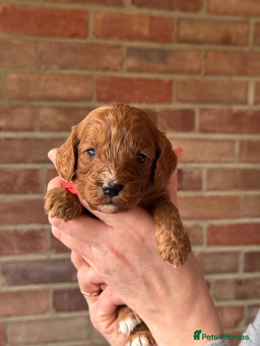 Cavapoo dogs for sale: Cavapoo Puppies-Perfect Family Companions - Advert 12