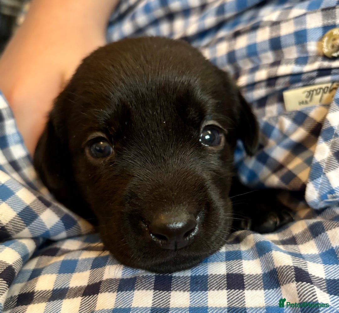 Labrador Retriever dogs for sale: Gorgeous litter of Labrador KC puppies for sale.  - Advert 6