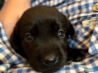 Labrador Retriever dogs One black girl available, ready to leave 1st Feb - Advert 8