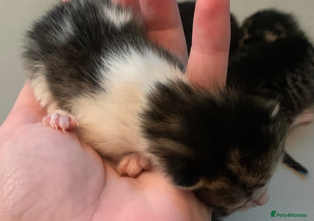Mixed Breed cats for sale: 5 beautiful kittens all need loving homes - Advert 8