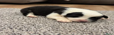 Australian Shepherd 1