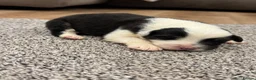 Australian Shepherd dogs for sale: 7 stunning Australian Shepards  - Advert 30
