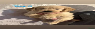 Goldendoodle Puppy boy 3